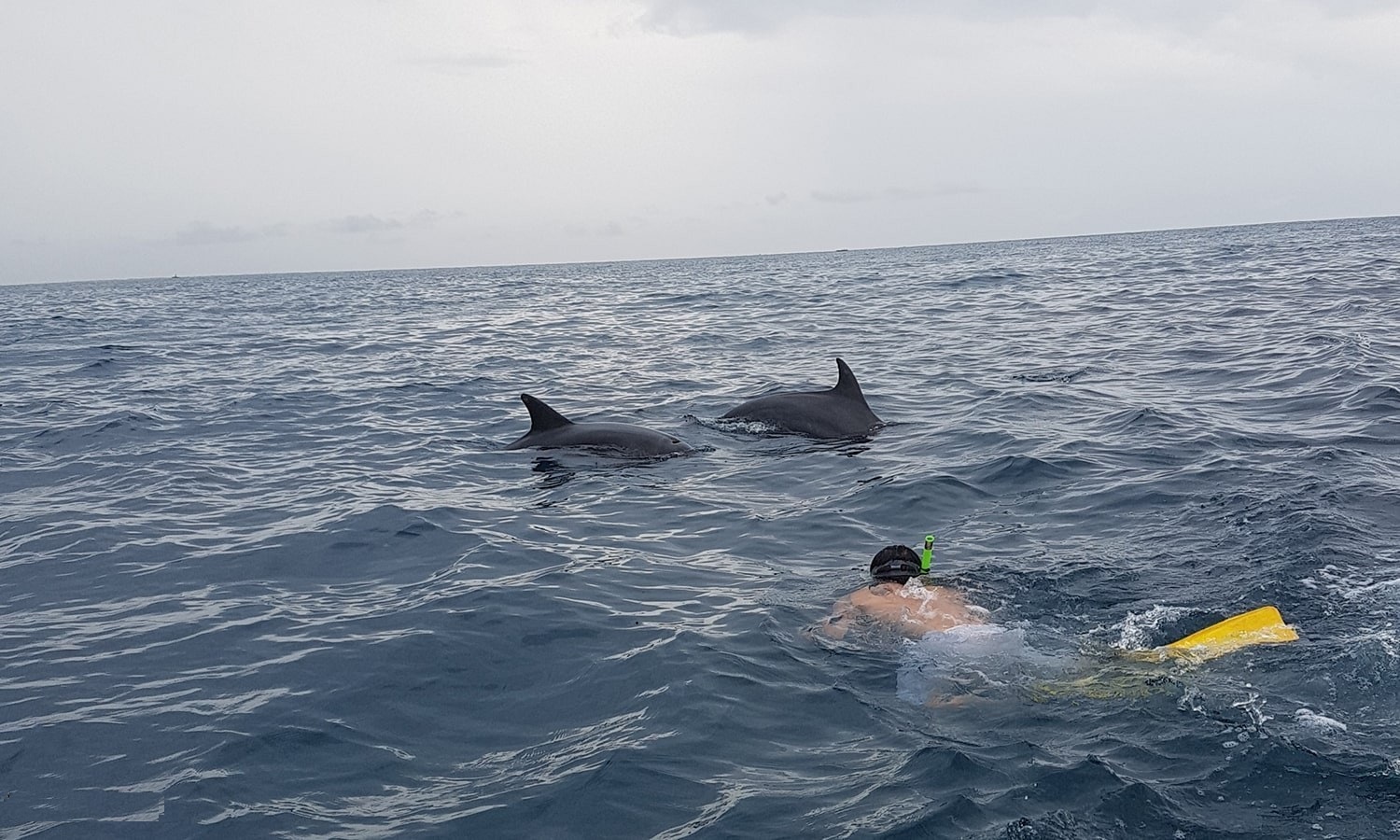 Dolphin Tour Zanzibar swim dolphins