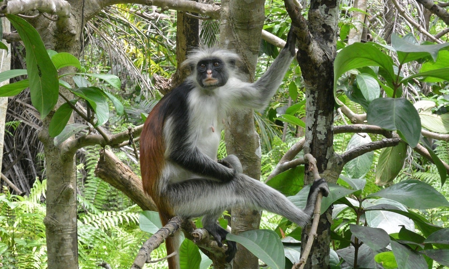 Jozani Forest Tour Zanzibar red colobus monkeys
