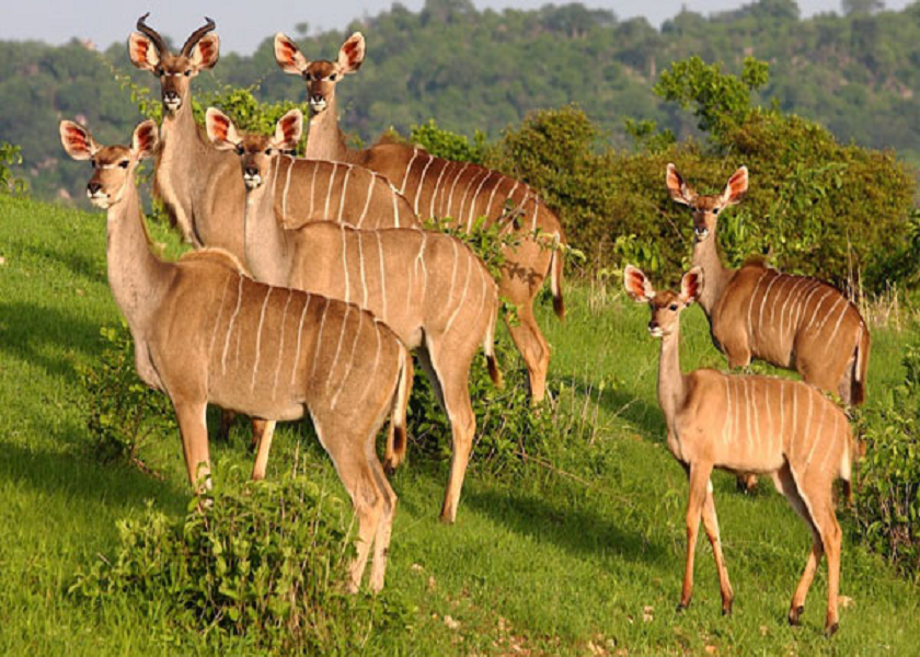 Lake Manyara Excursion