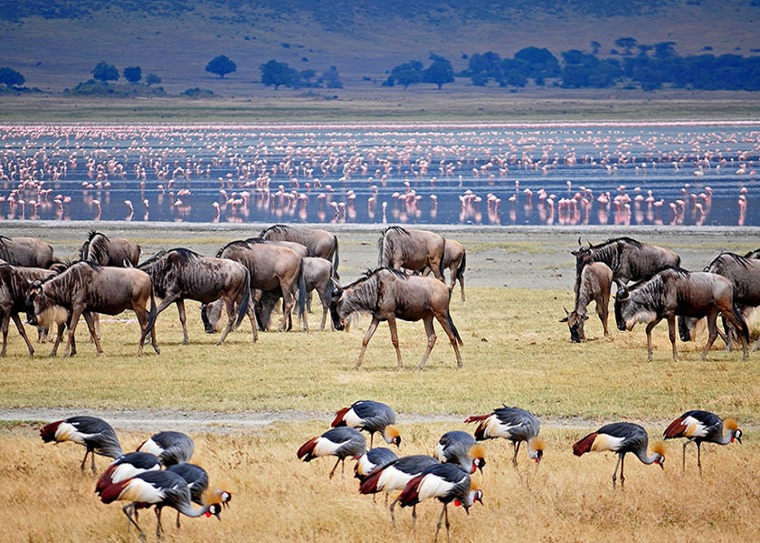 Ngorongoro Crater Tour